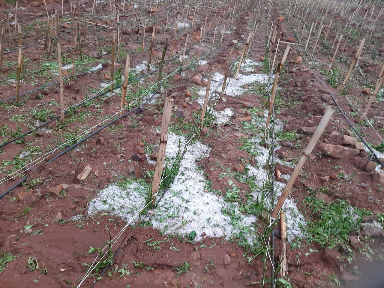 Temporal causa estragos e perdas em lavouras de Aratiba