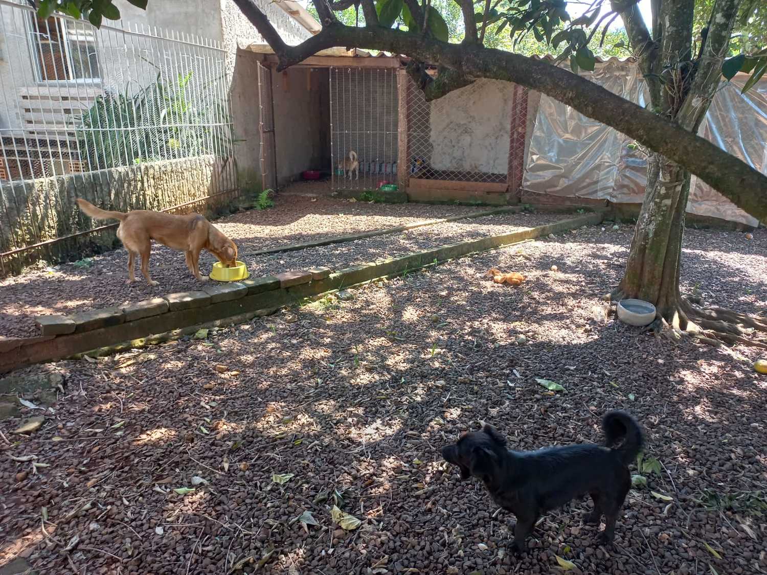 Programa inédito em Aratiba promove lar temporários para animais de estimação abandonados