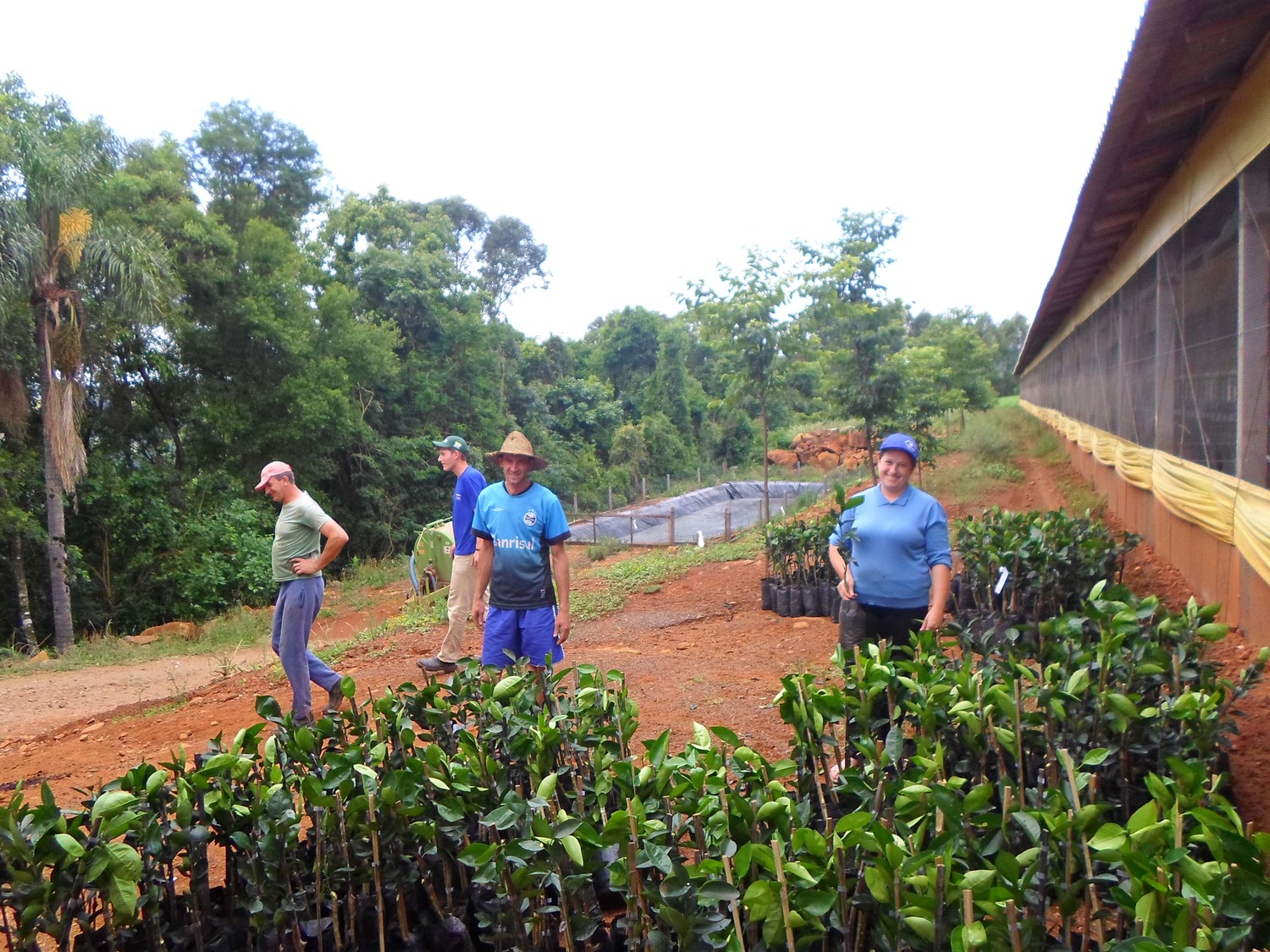 Secretaria da Agricultura de Aratiba realiza entrega de mudas de Citros.