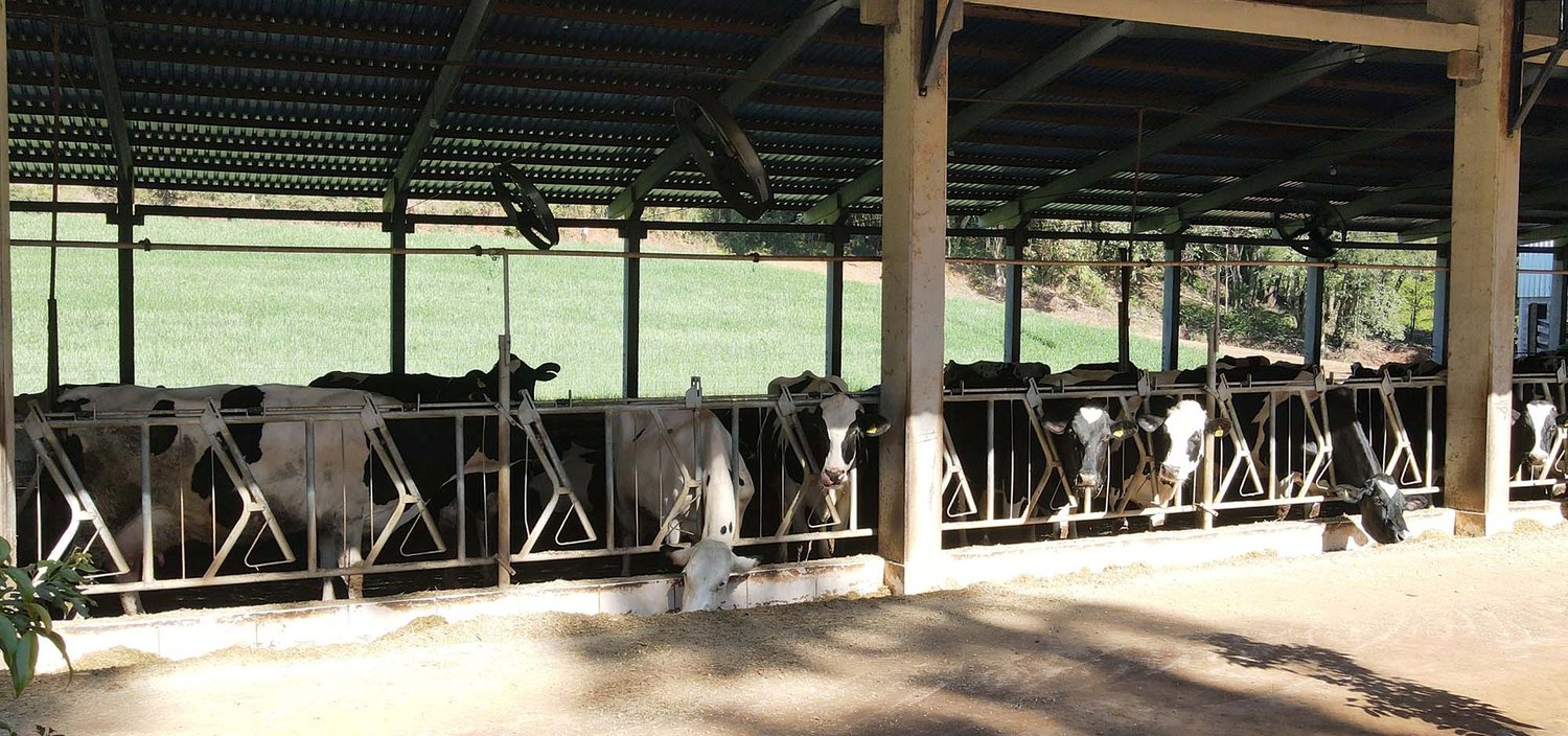 Aratiba implanta novo programa de incentivo a bovinocultura de leite